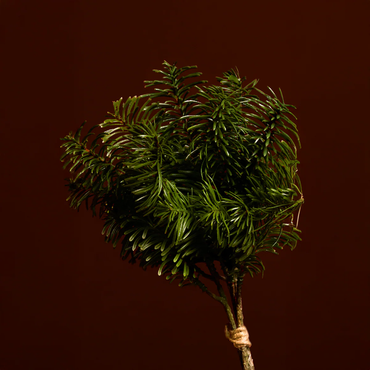 Petit Bouquet de Pin - Image 3