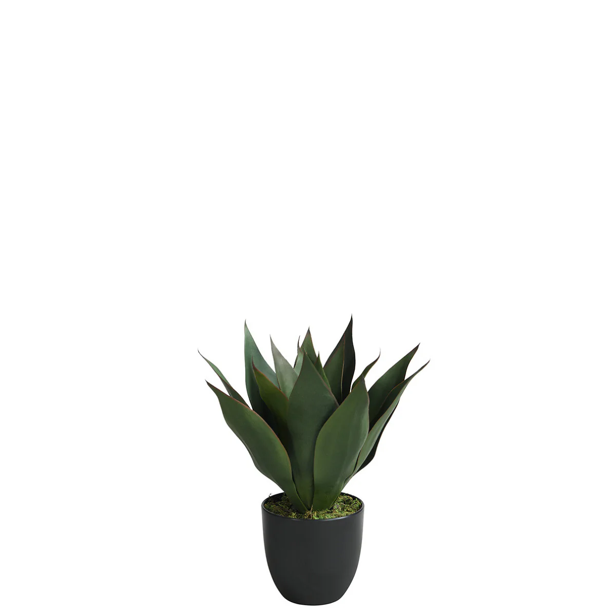 Agave en pot 35 cm