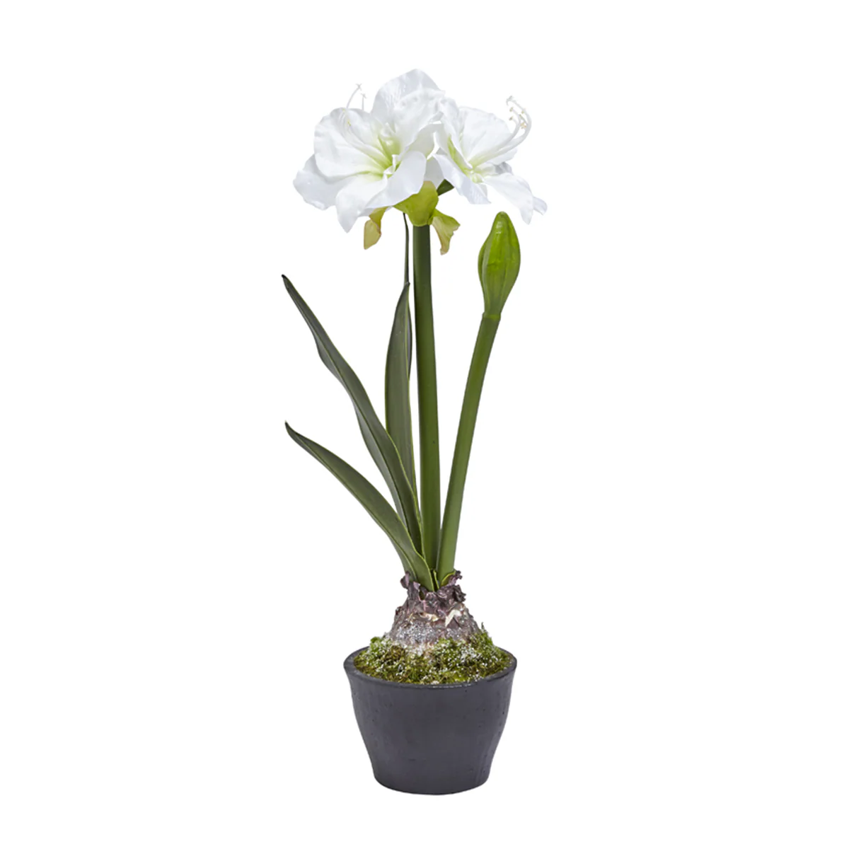 Amaryllis en Pot - Image 2