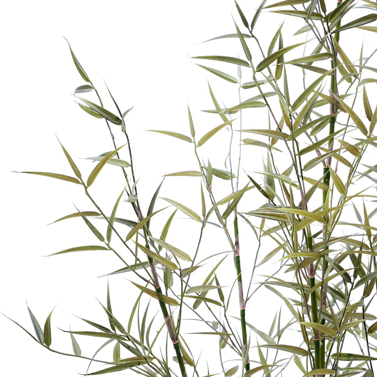 Arbre Bambou en Pot 125cm - Image 3