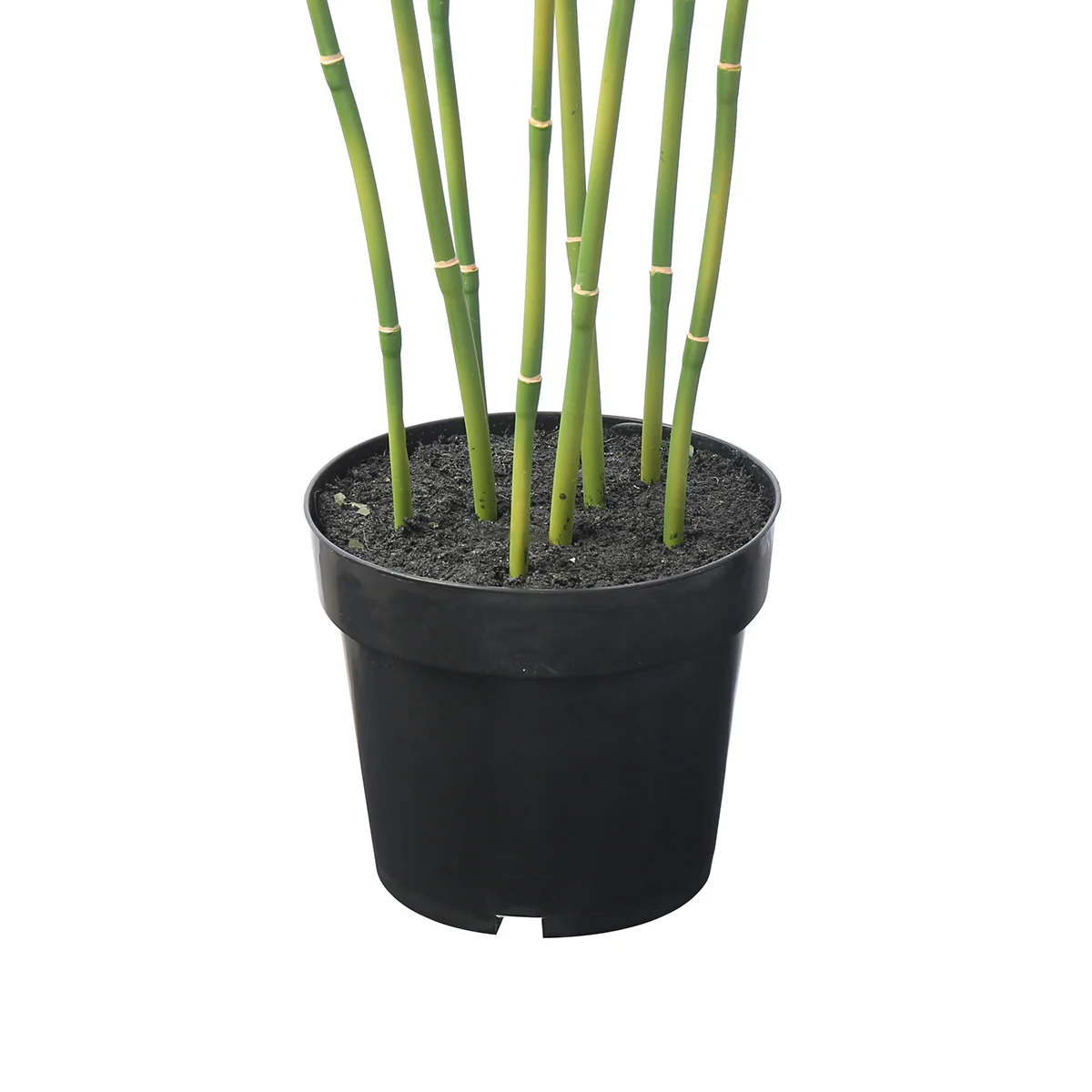 Arbre Bambou en Pot 125cm - Image 4