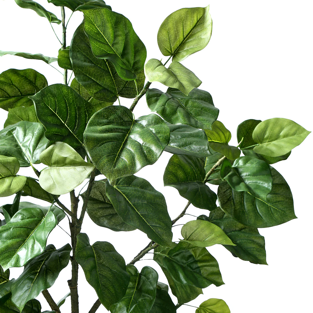 Arbre Ficus parapluie en pot 210cm - Image 3