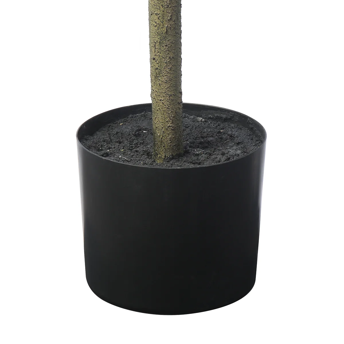 Arbre Ficus parapluie en pot 210cm - Image 4