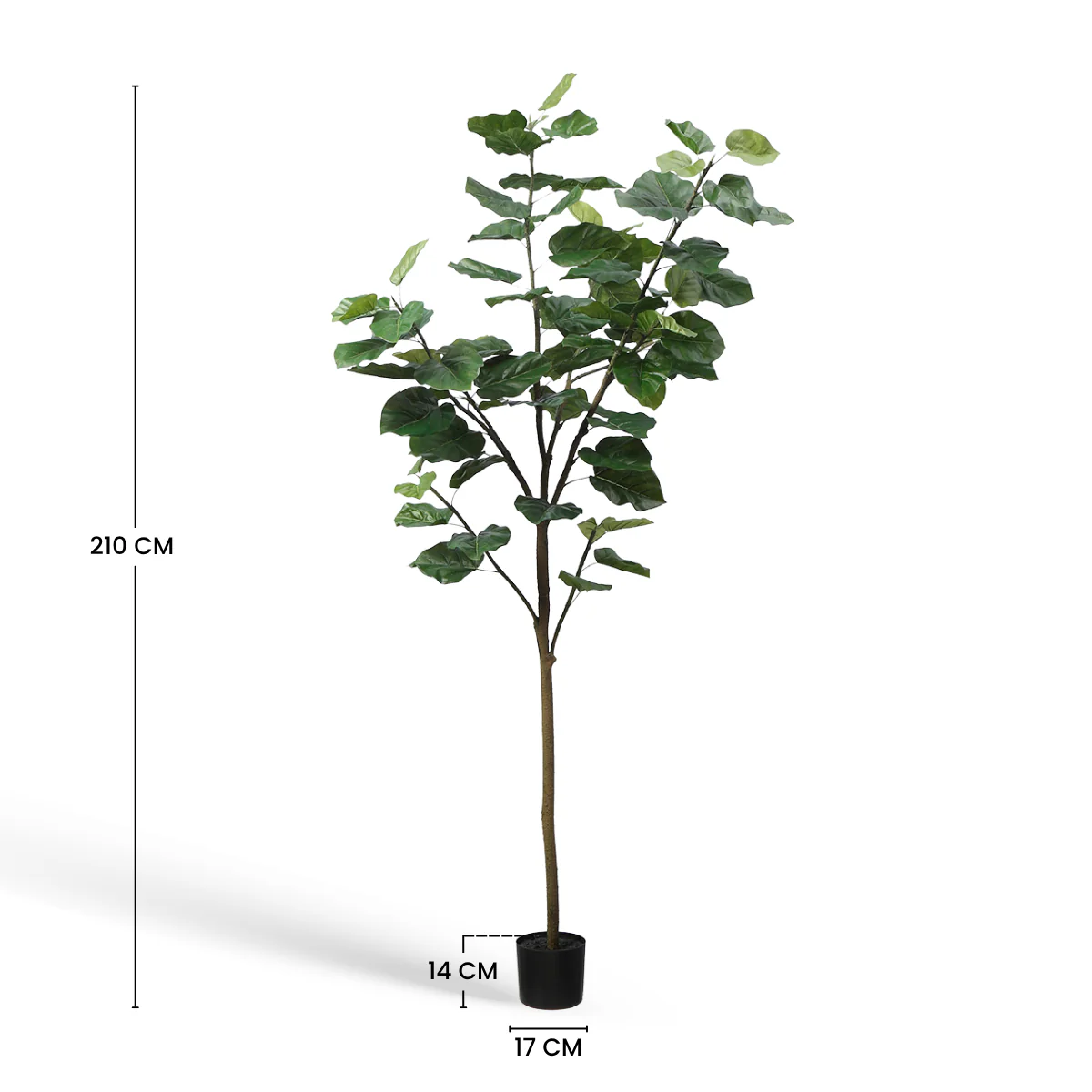 Arbre Ficus parapluie en pot 210cm - Image 6
