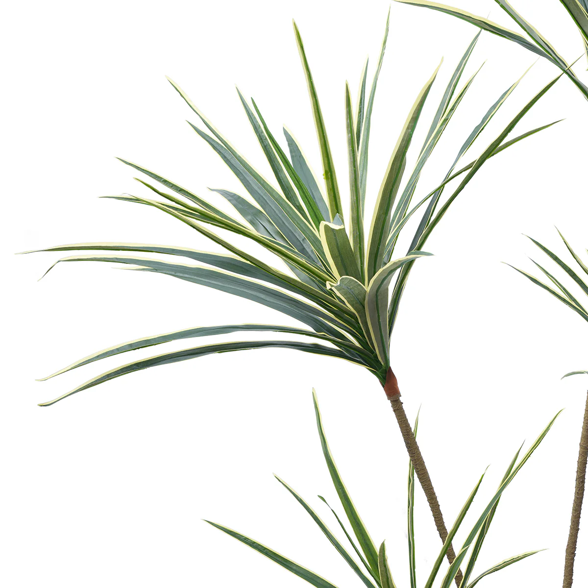 Arbre Yucca en Pot 155 cm - Image 3