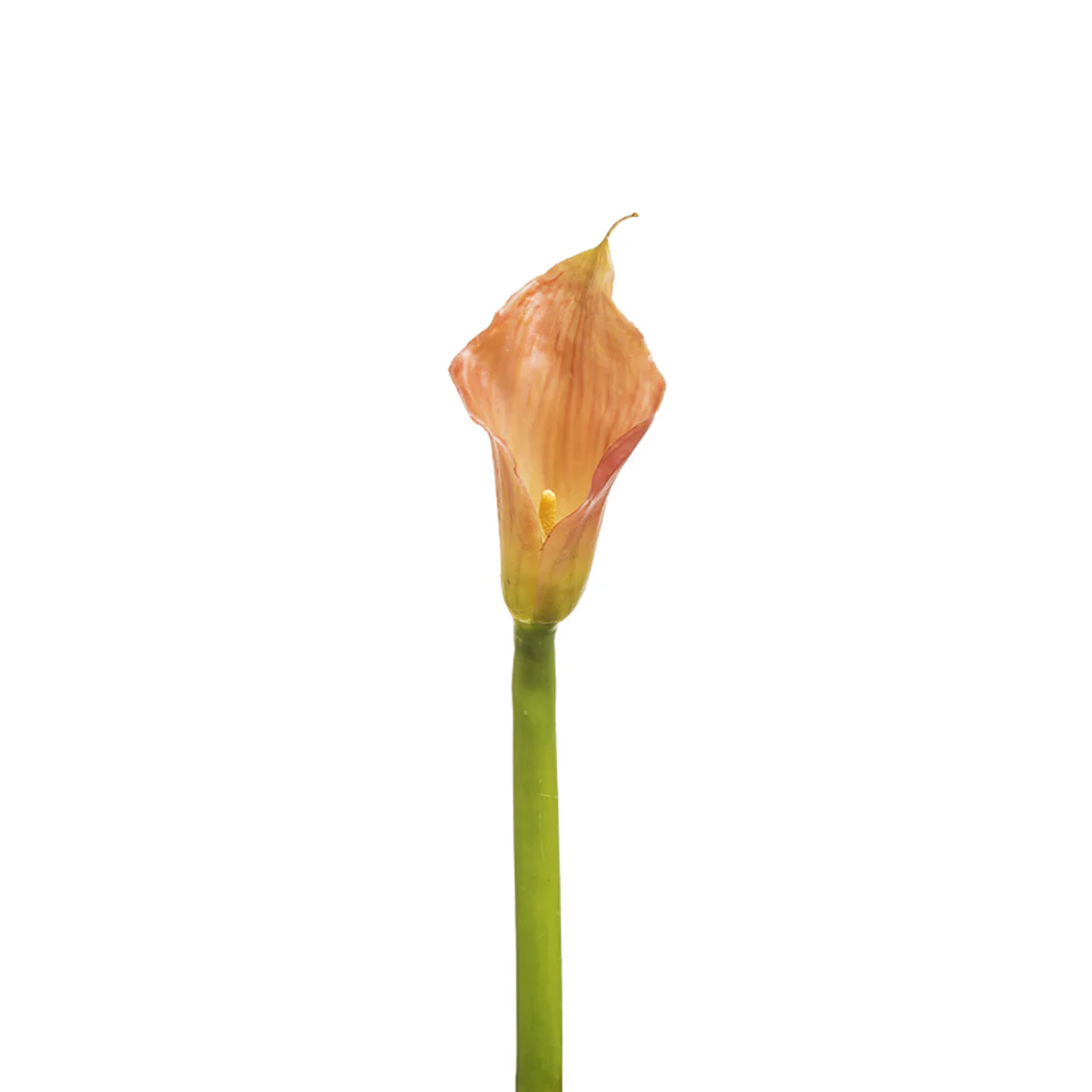 Tige d'Arum Kelly - Image 3
