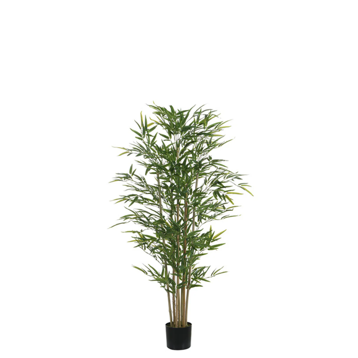 Bambou en pot 150 cm