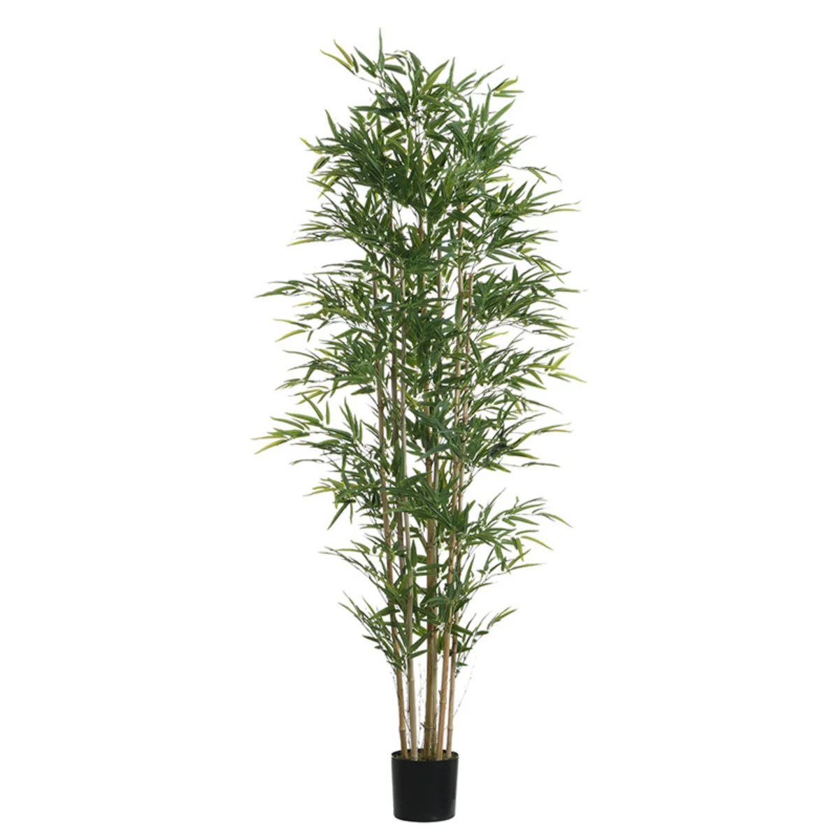 Bambou en pot 210 cm