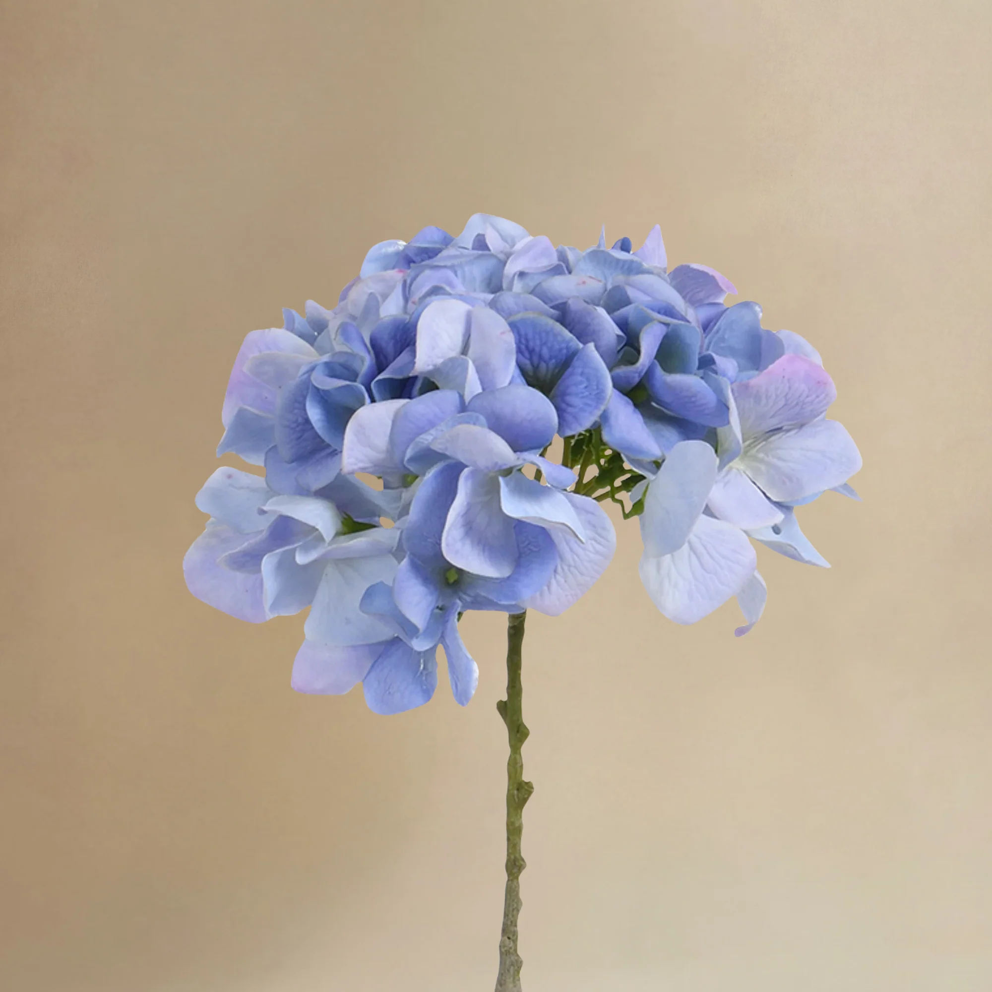 Bouquet d’Hortensia bleu 24 tiges - Image 4