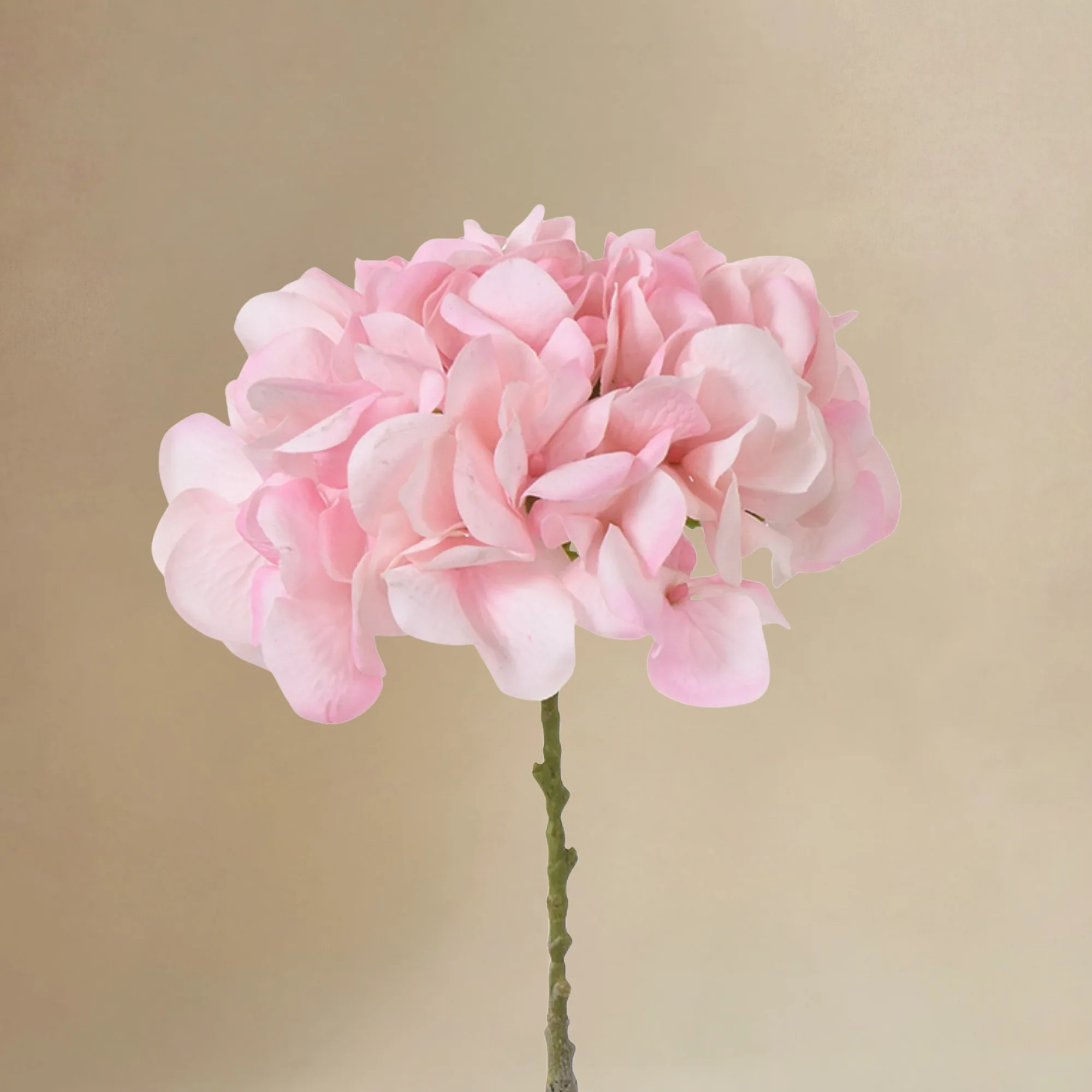 Bouquet d'Hortensia 24 tiges - Image 4