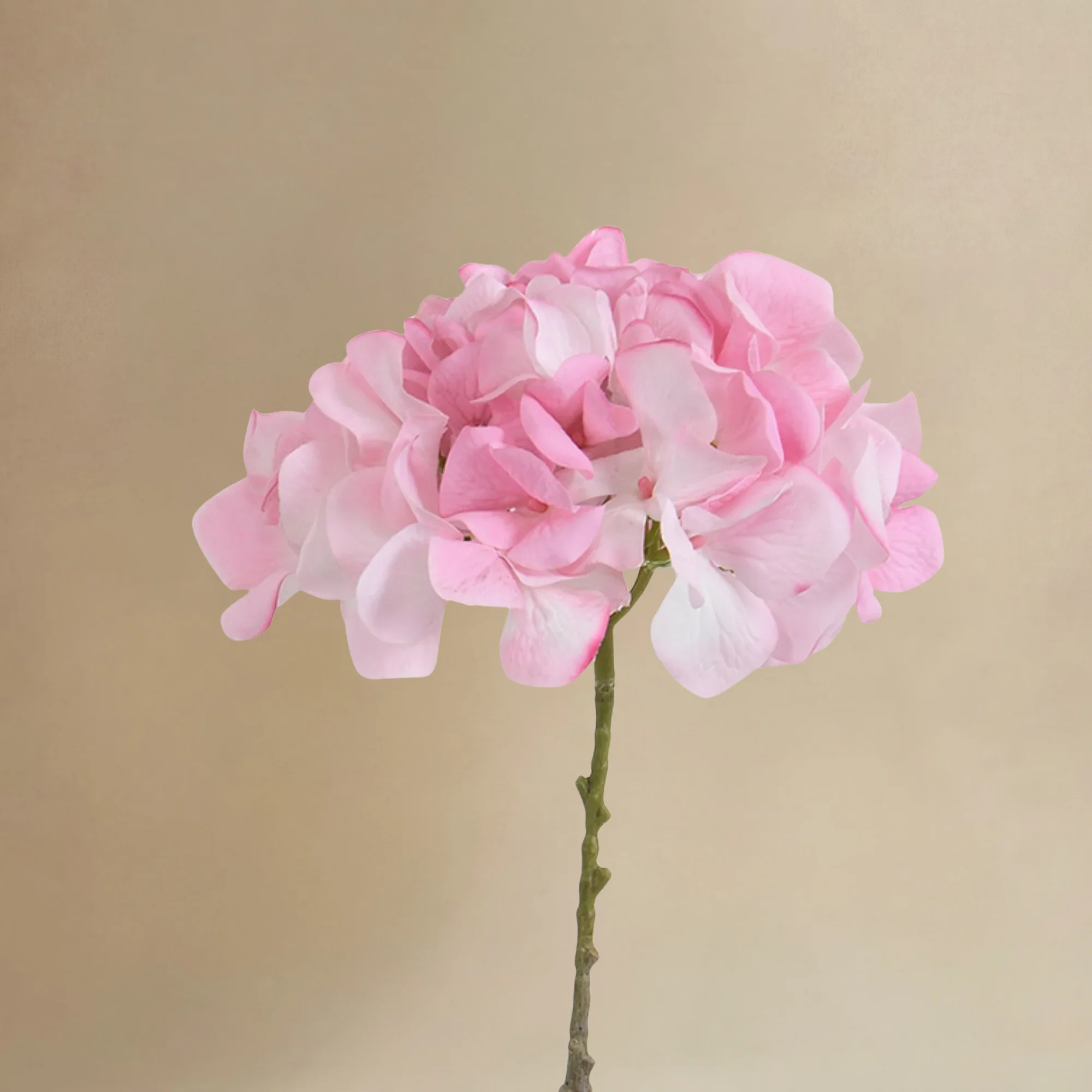 Bouquet d'Hortensia 24 tiges - Image 5
