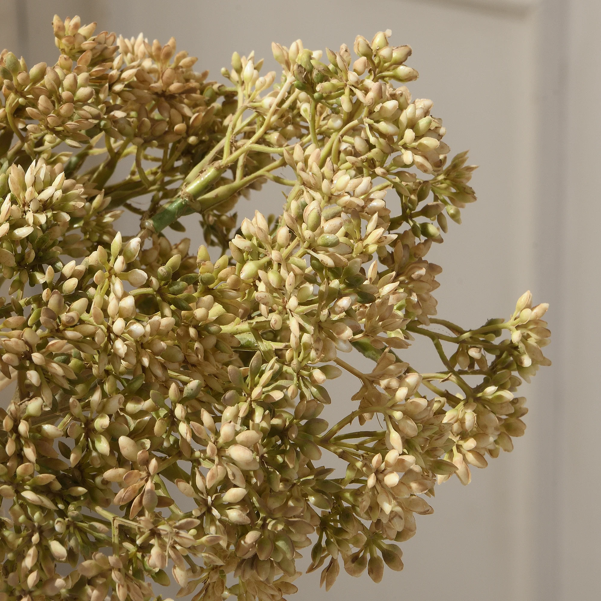 Bouquet d'Orpin 30 cm - Image 3