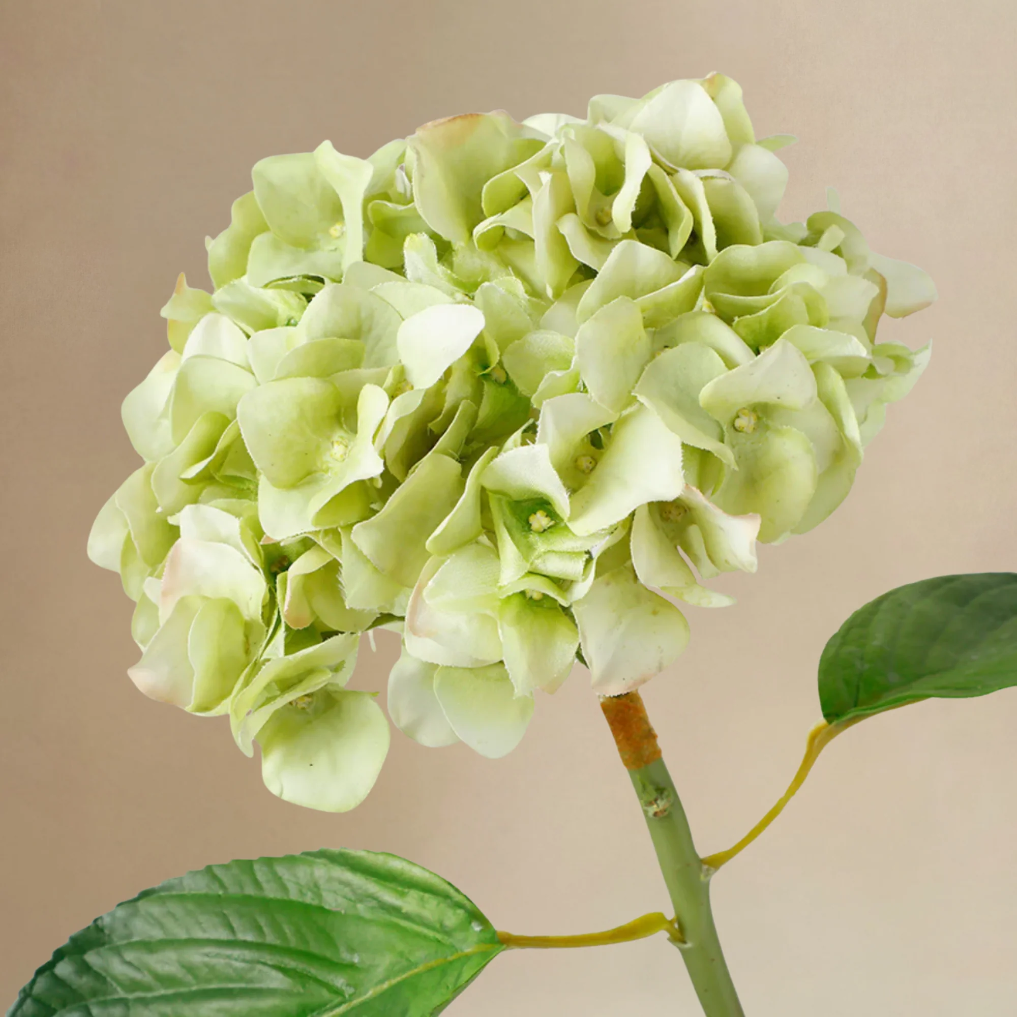 Bouquet d'Hortensias Élora - Image 6