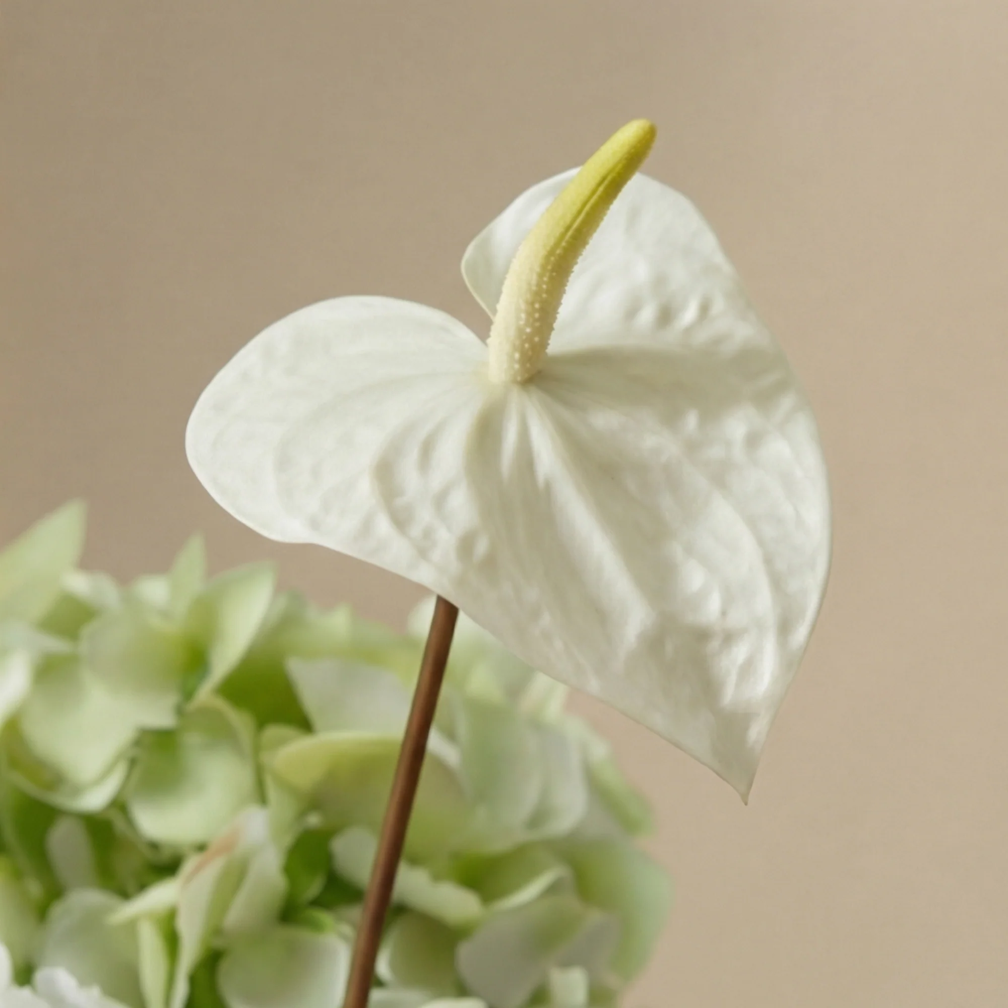 Bouquet d'Hortensias Floréa - Image 4