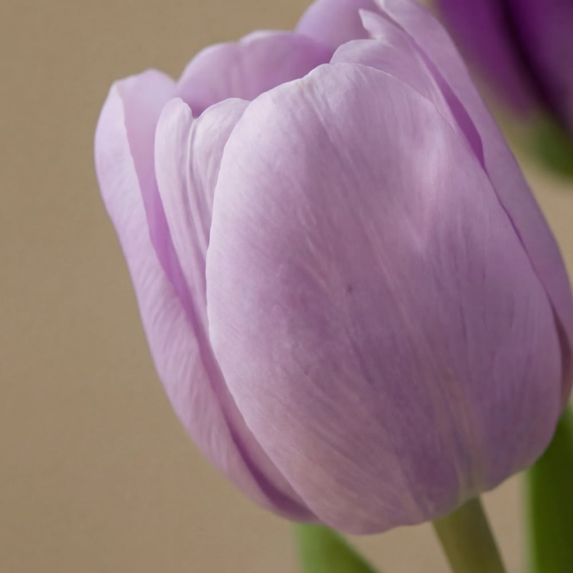 Bouquet de Tulipes Katia - Image 4