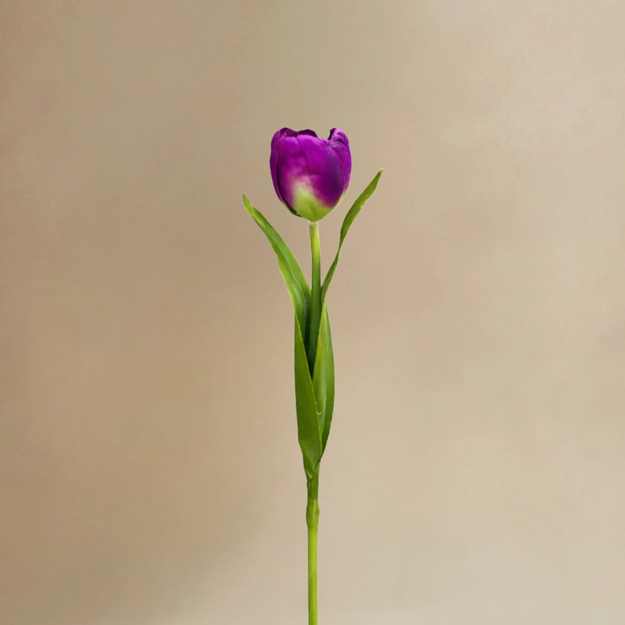 Bouquet de Tulipes Katia - Image 6
