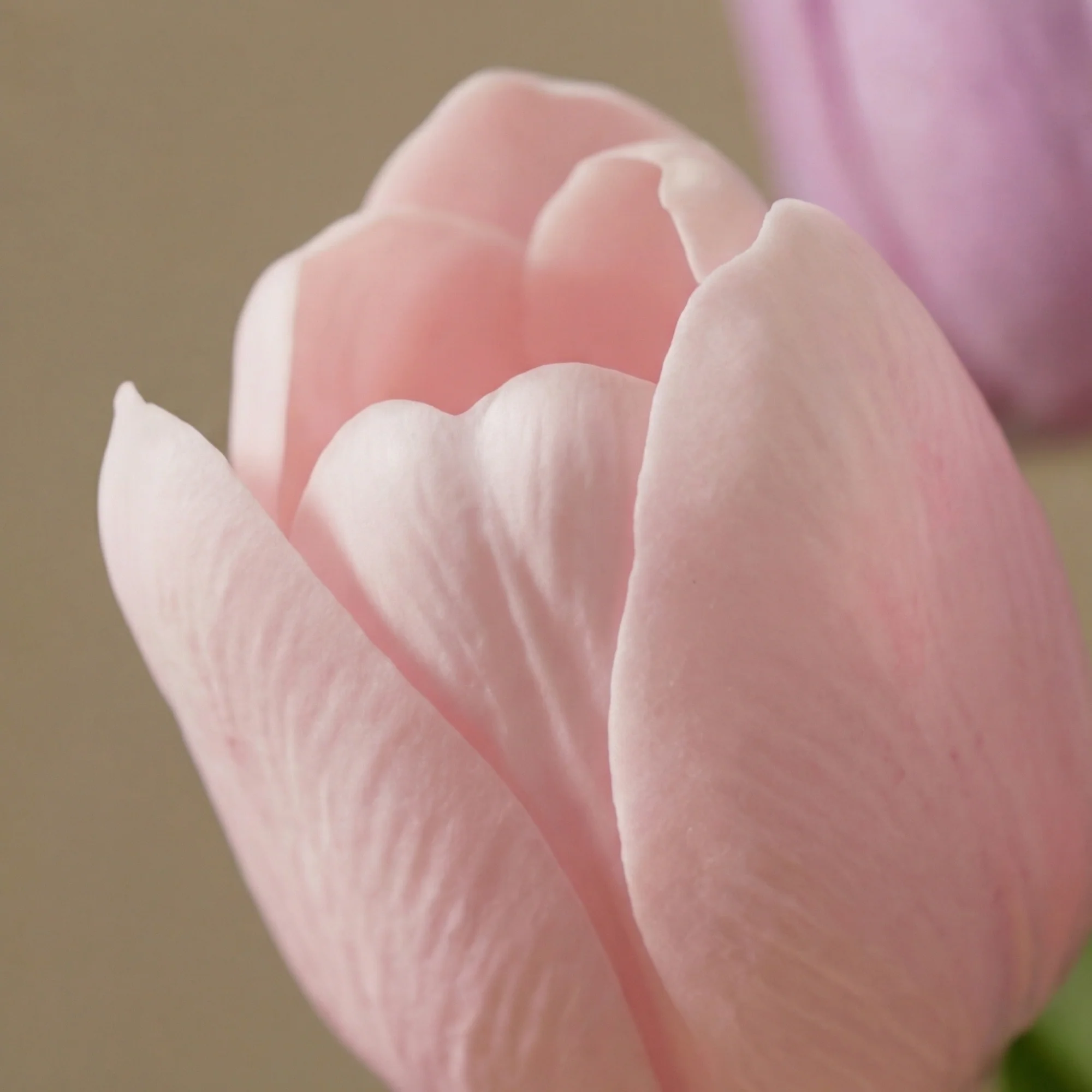 Bouquet de Tulipes Priscilla - Image 5