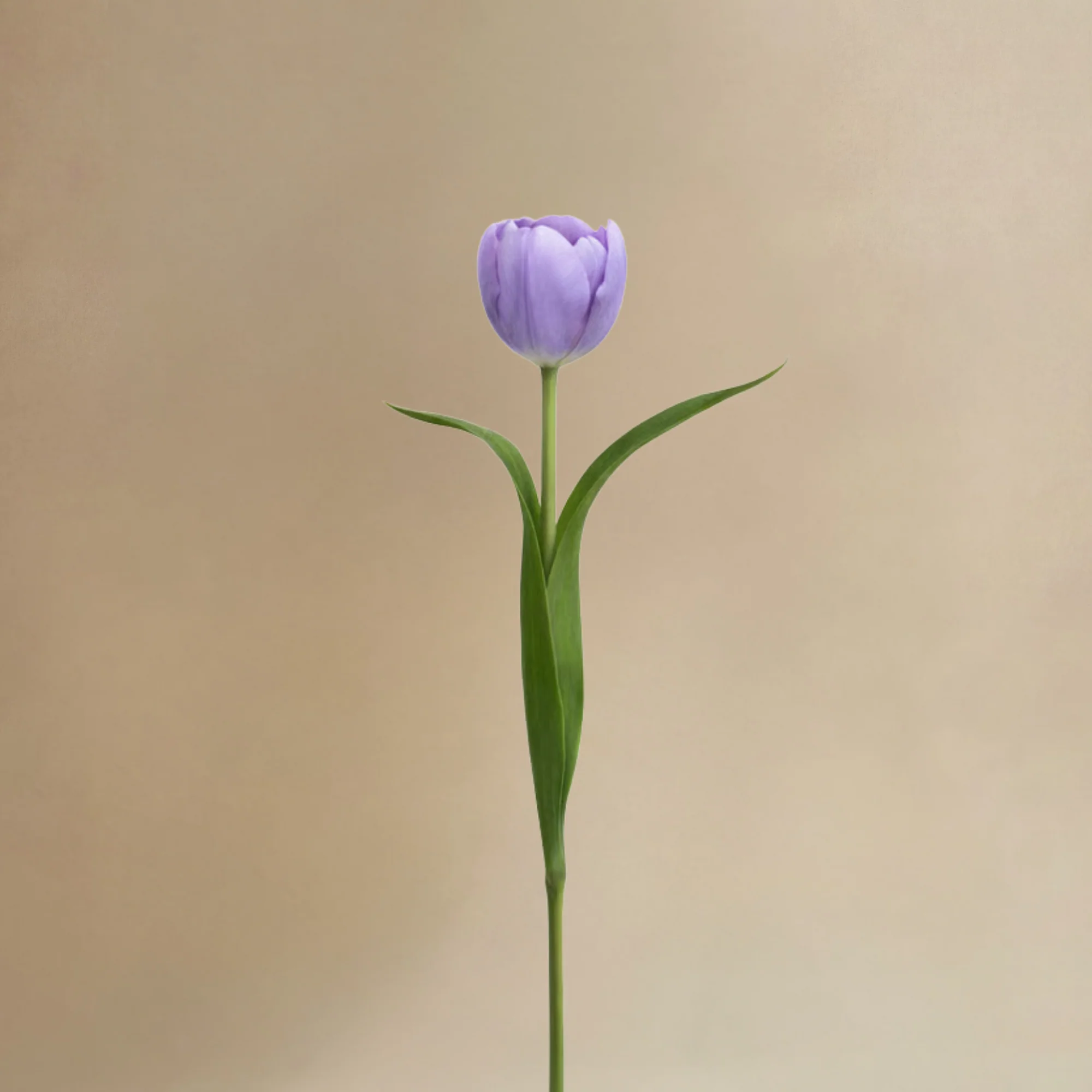 Bouquet de Tulipes Priscilla - Image 6