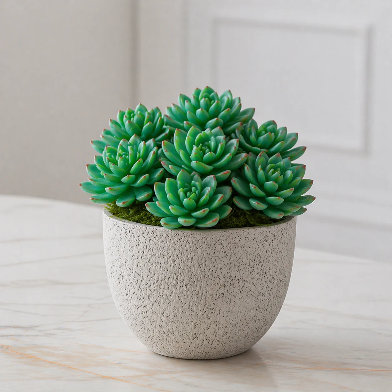 Feuillage Echeveria à piquer - Image 2