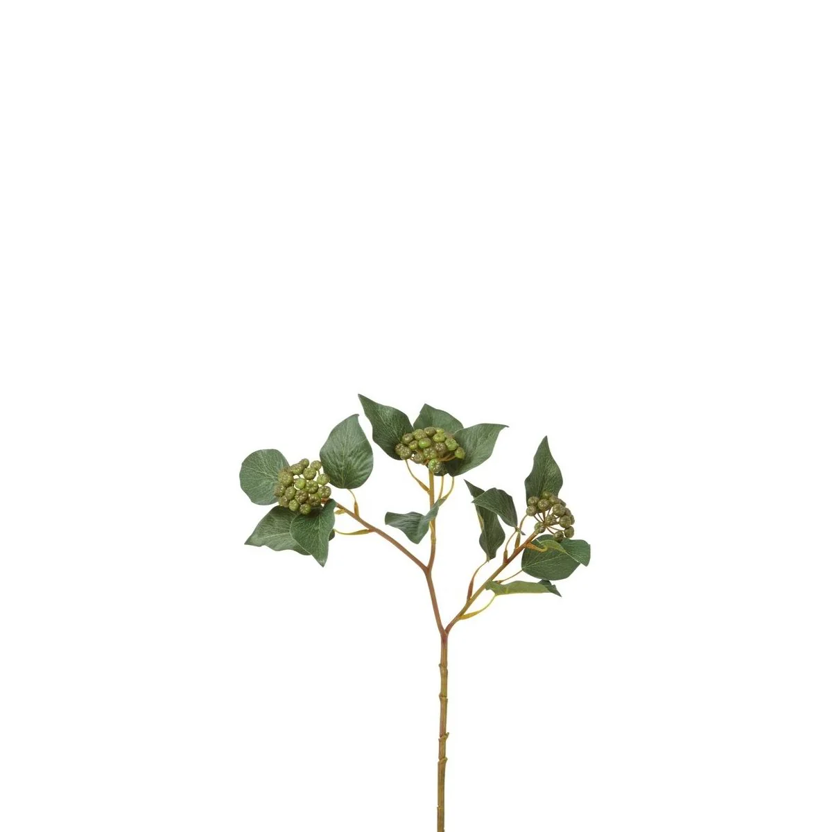 Branche de Baies avec feuilles