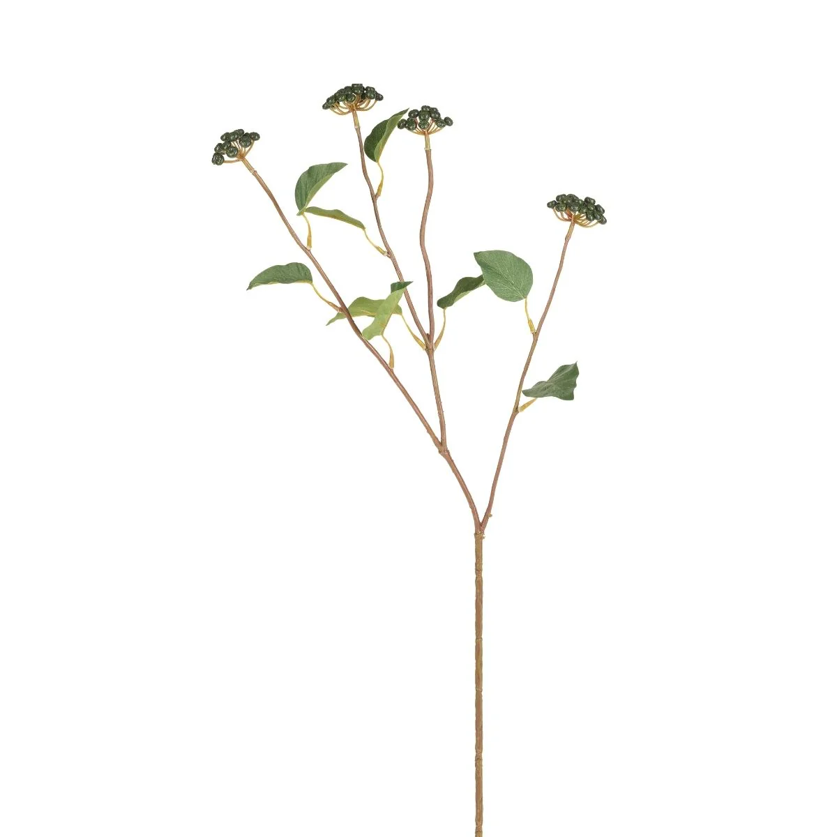 Branche de Baies avec feuilles