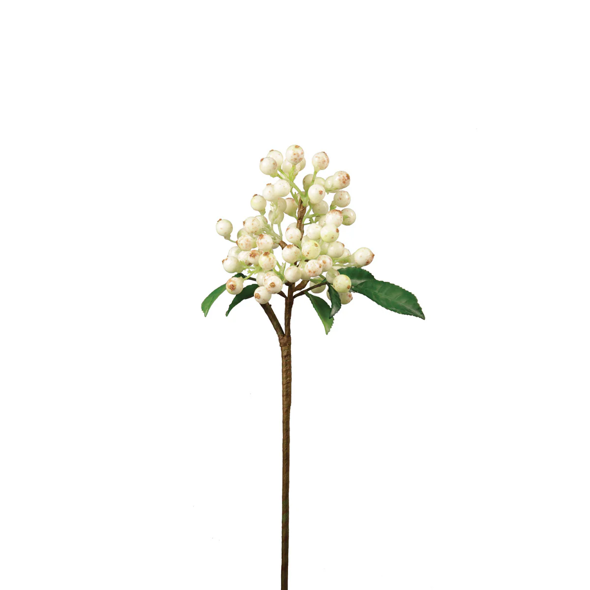 Branche de Baies - Image 3
