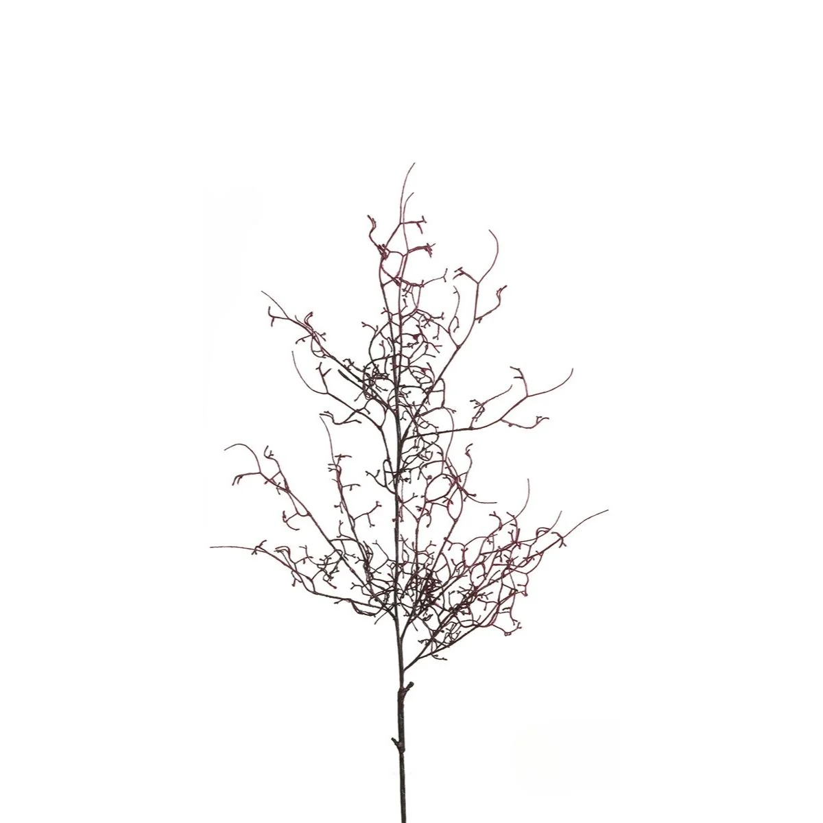 Branche de Bois - Image 3