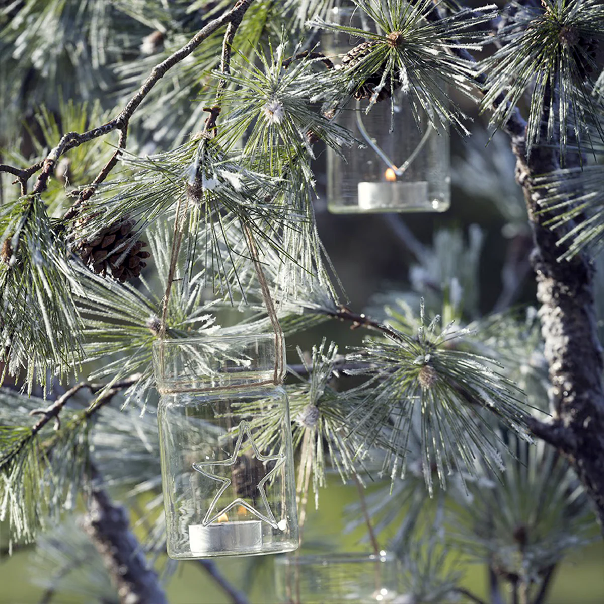 Branche de Pin enneigée - Image 3