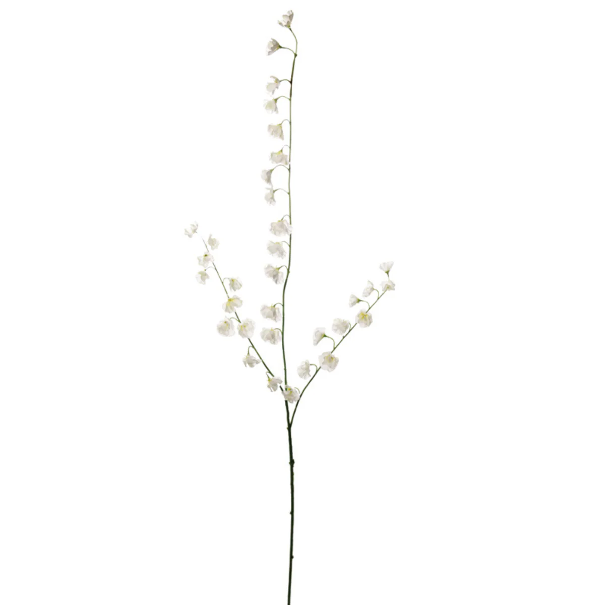 Tige de pois de senteur