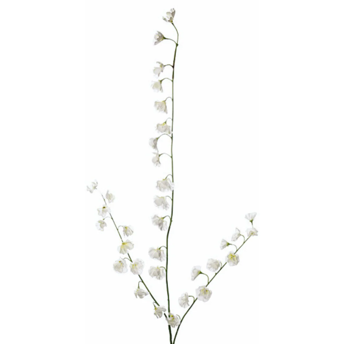 Tige de pois de senteur - Image 3