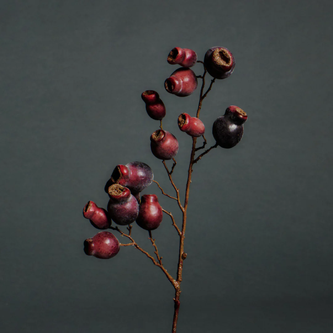 Branche Églantier - Image 4