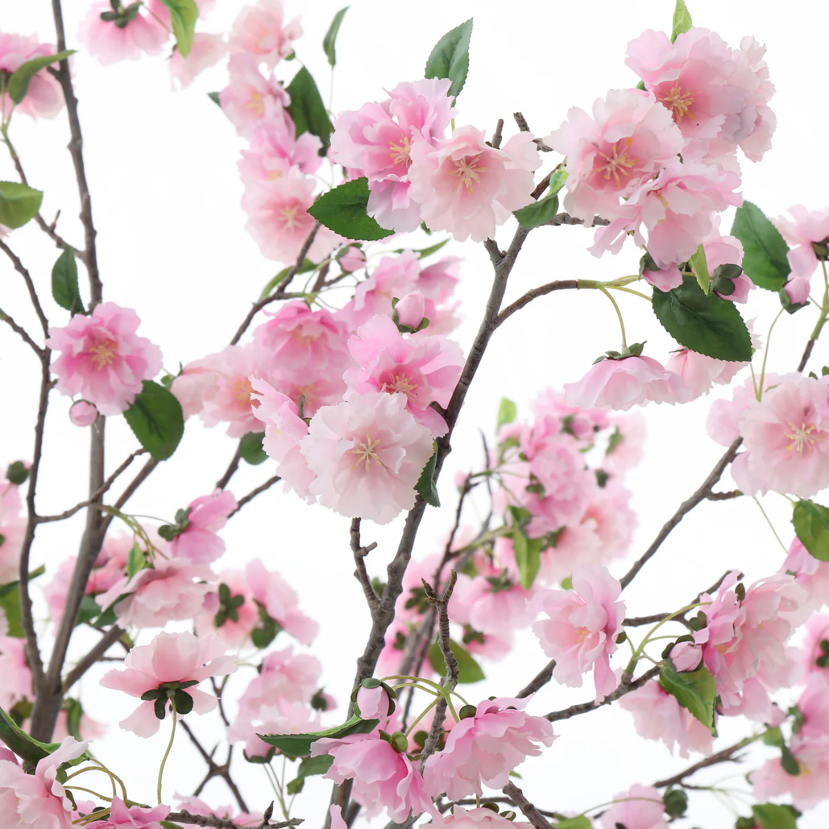 Cerisier en fleurs en pot 245 cm - Image 3