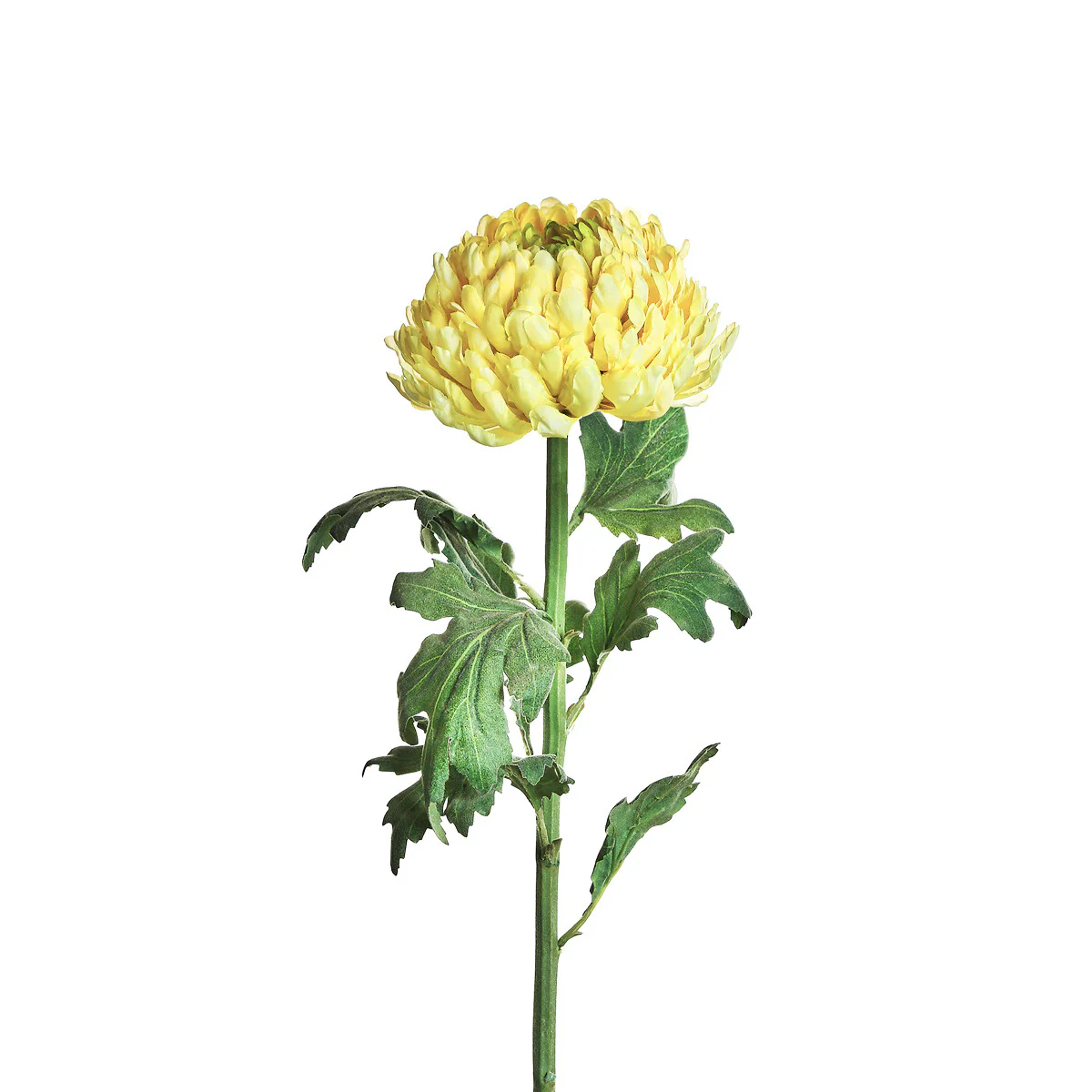 Tige de Chrysanthème