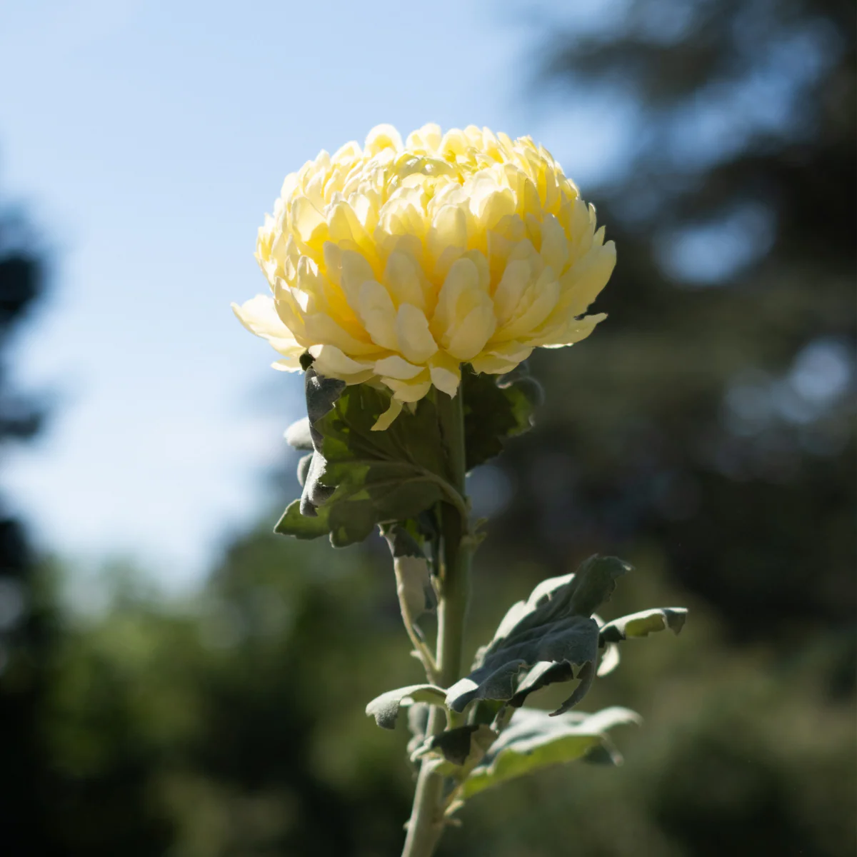 Tige de Chrysanthème - Image 2