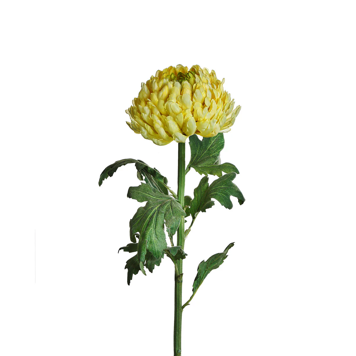 Tige de Chrysanthème - Image 4