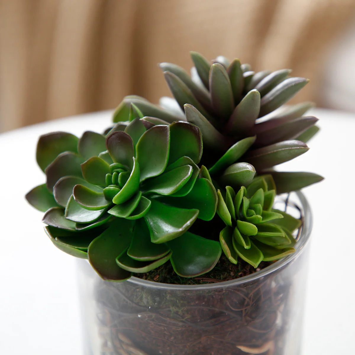 Composition de Succulentes en vase transparent Petit Format - Image 3