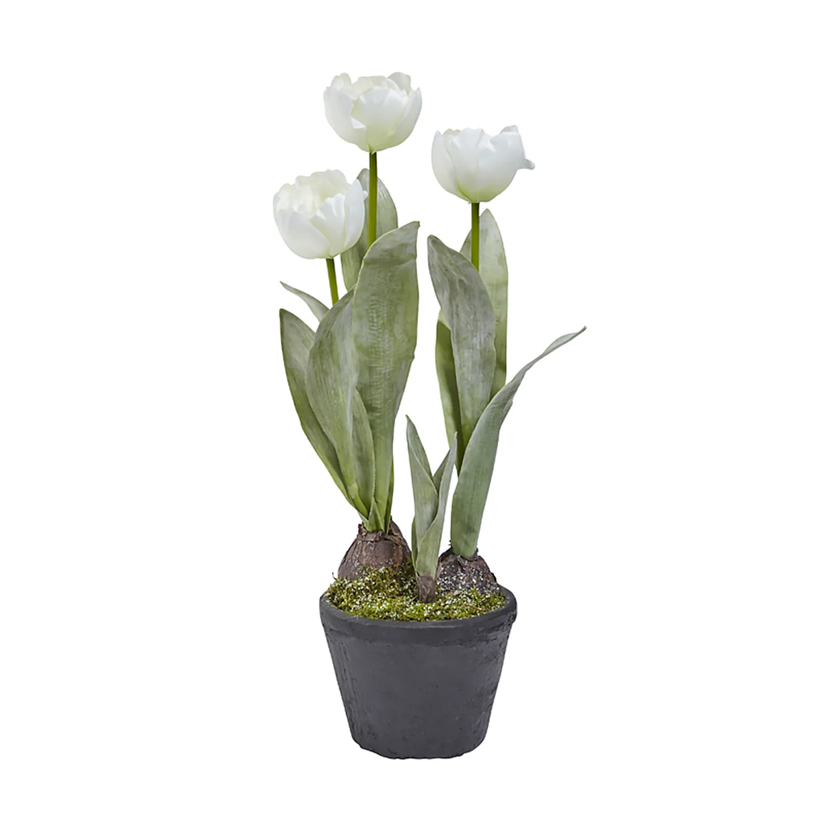 Tulipes Givrées en Pot - Image 3