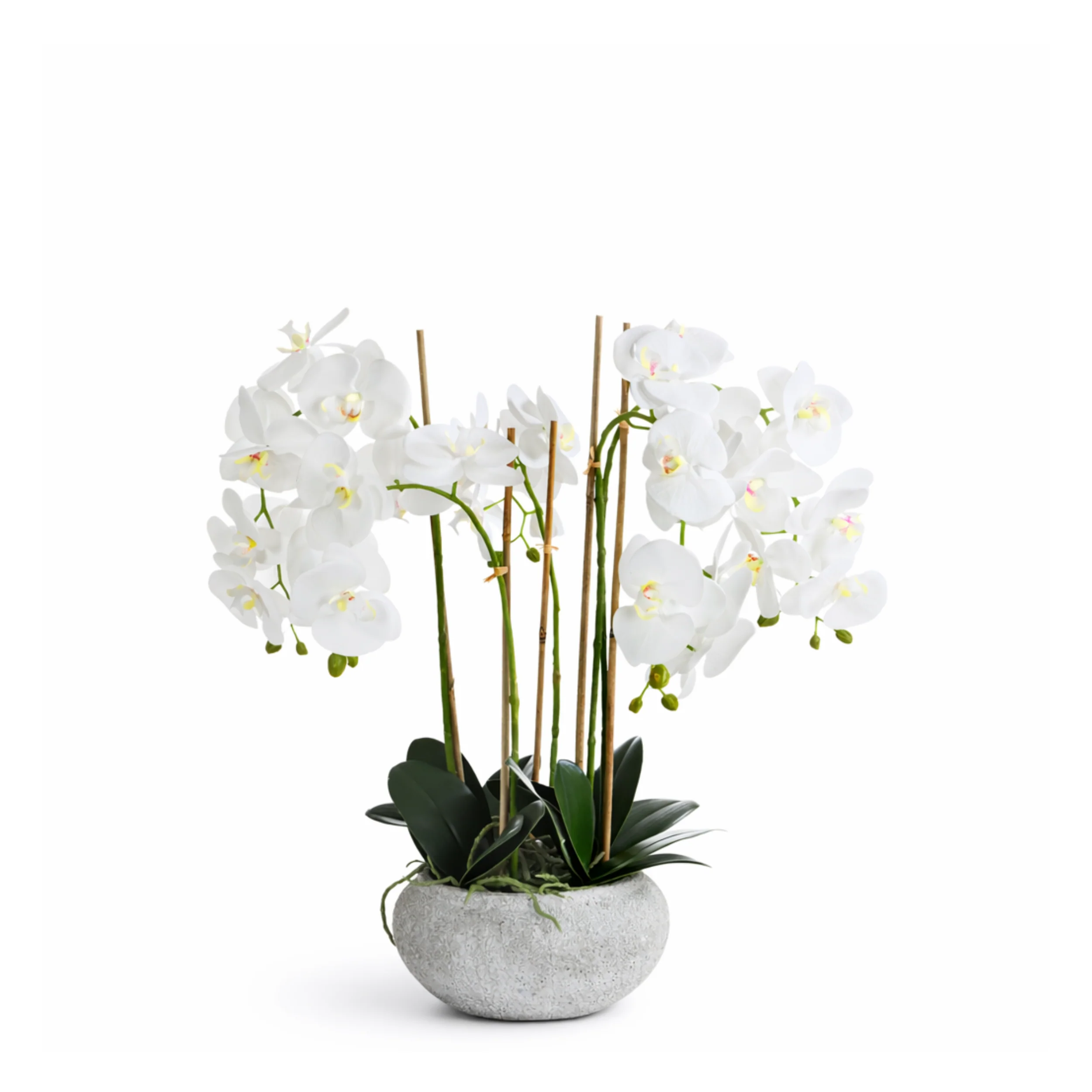 Composition d'Orchidée Séréna 65 cm