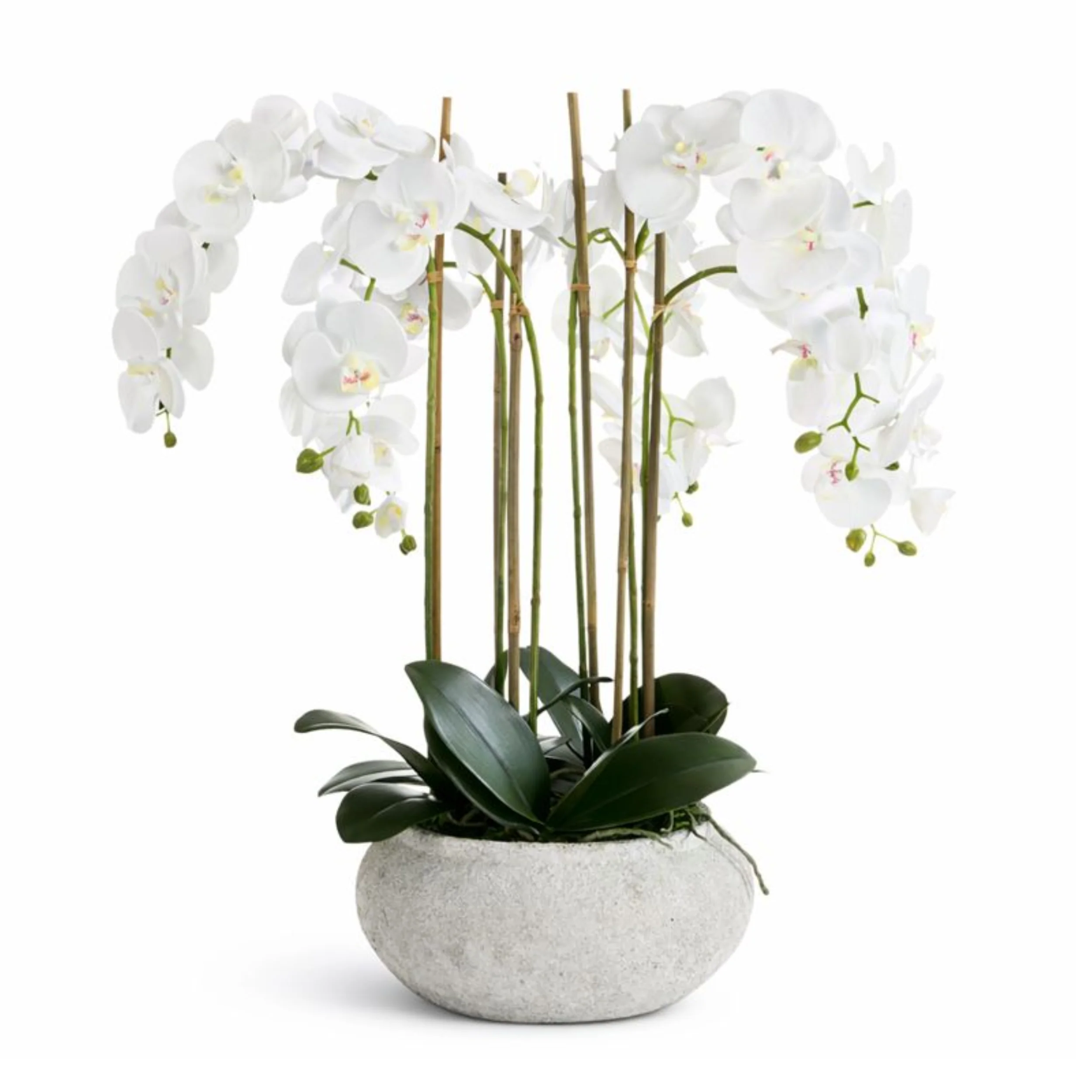 Composition d'Orchidée Séréna 85 cm