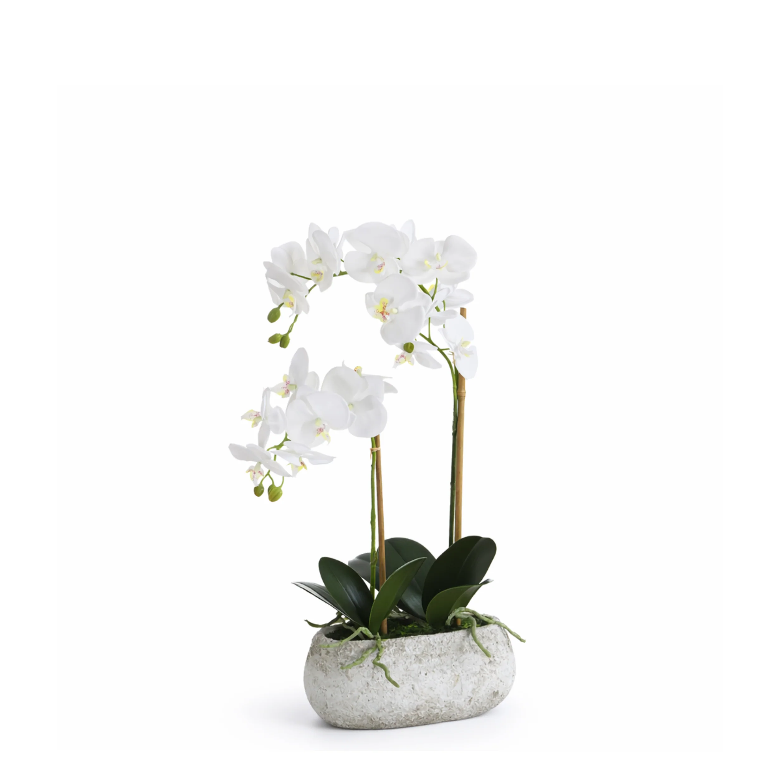 Composition d'Orchidée pot allongé Séréna 65 cm