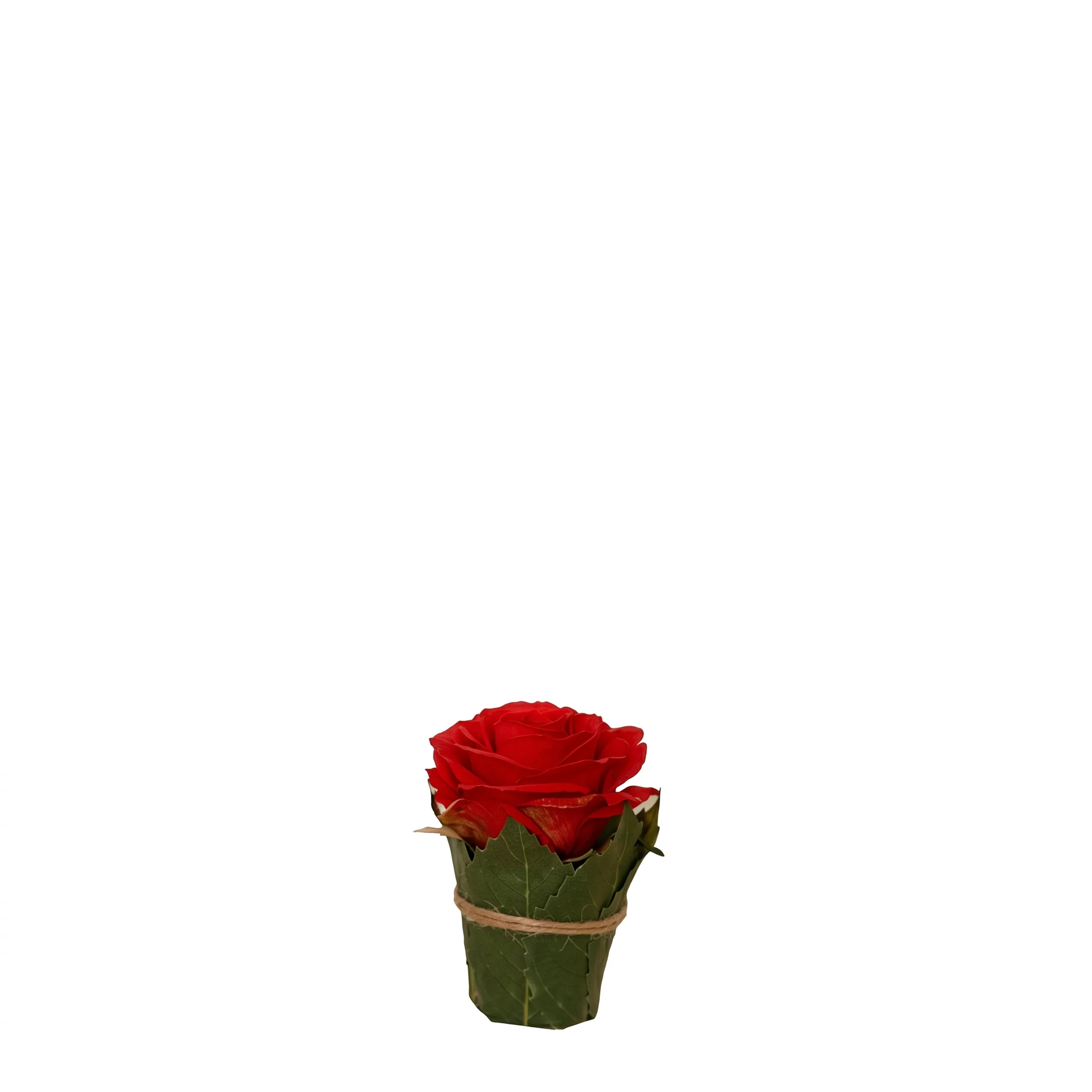 Composition Rose entourée de feuilles - Image 5