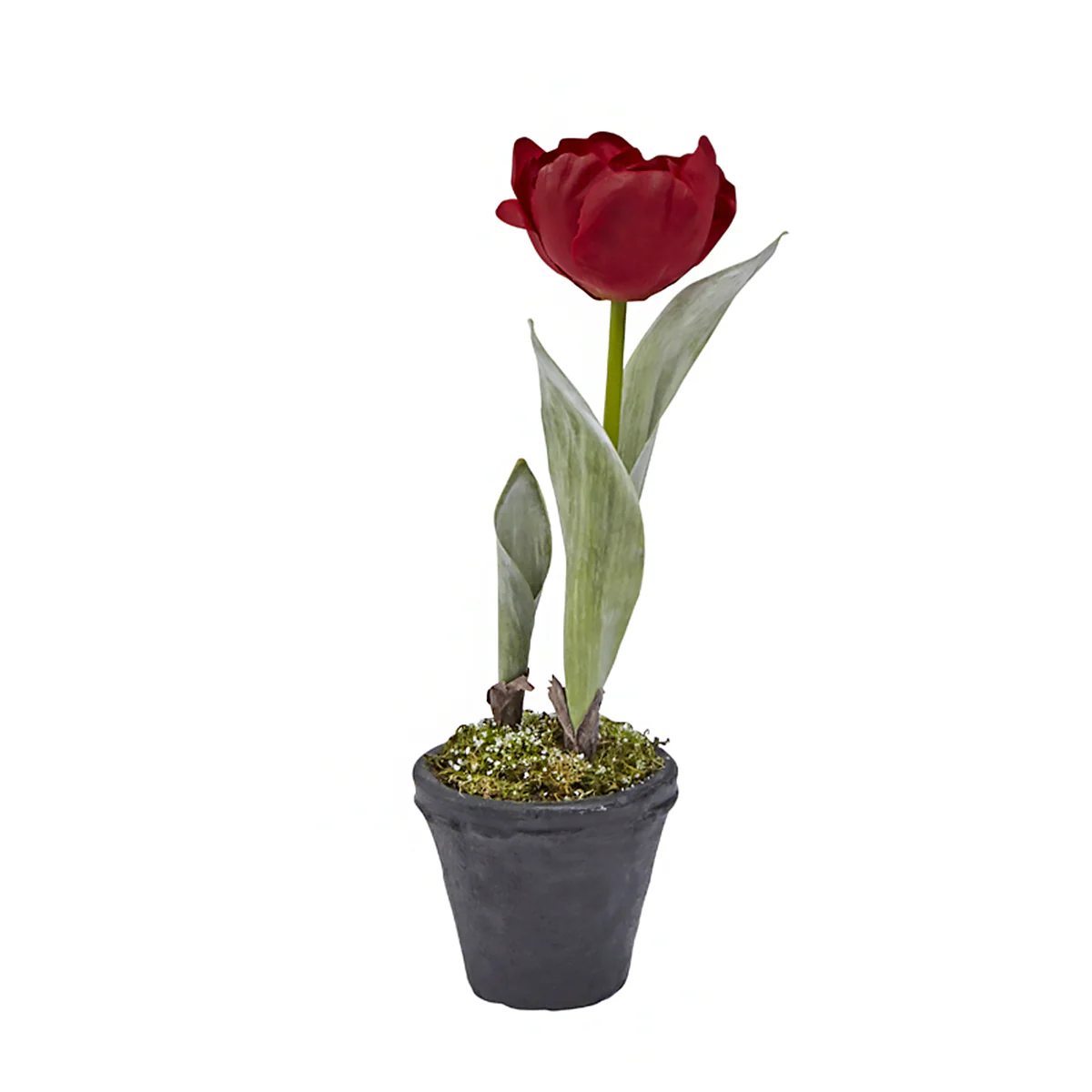 Tulipe Givrée en Pot - Image 3
