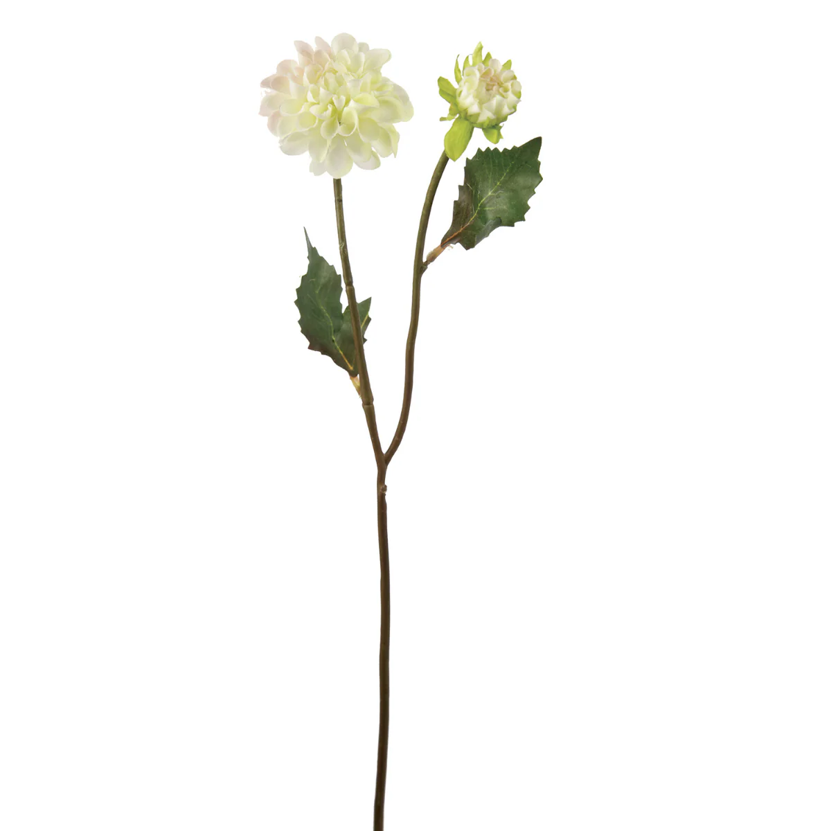 Tige de Dahlia Andreas - Image 5