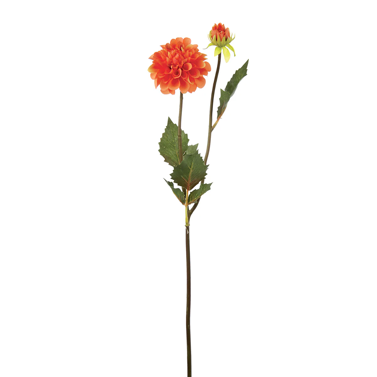 Tige de Dahlia Andreas - Image 4