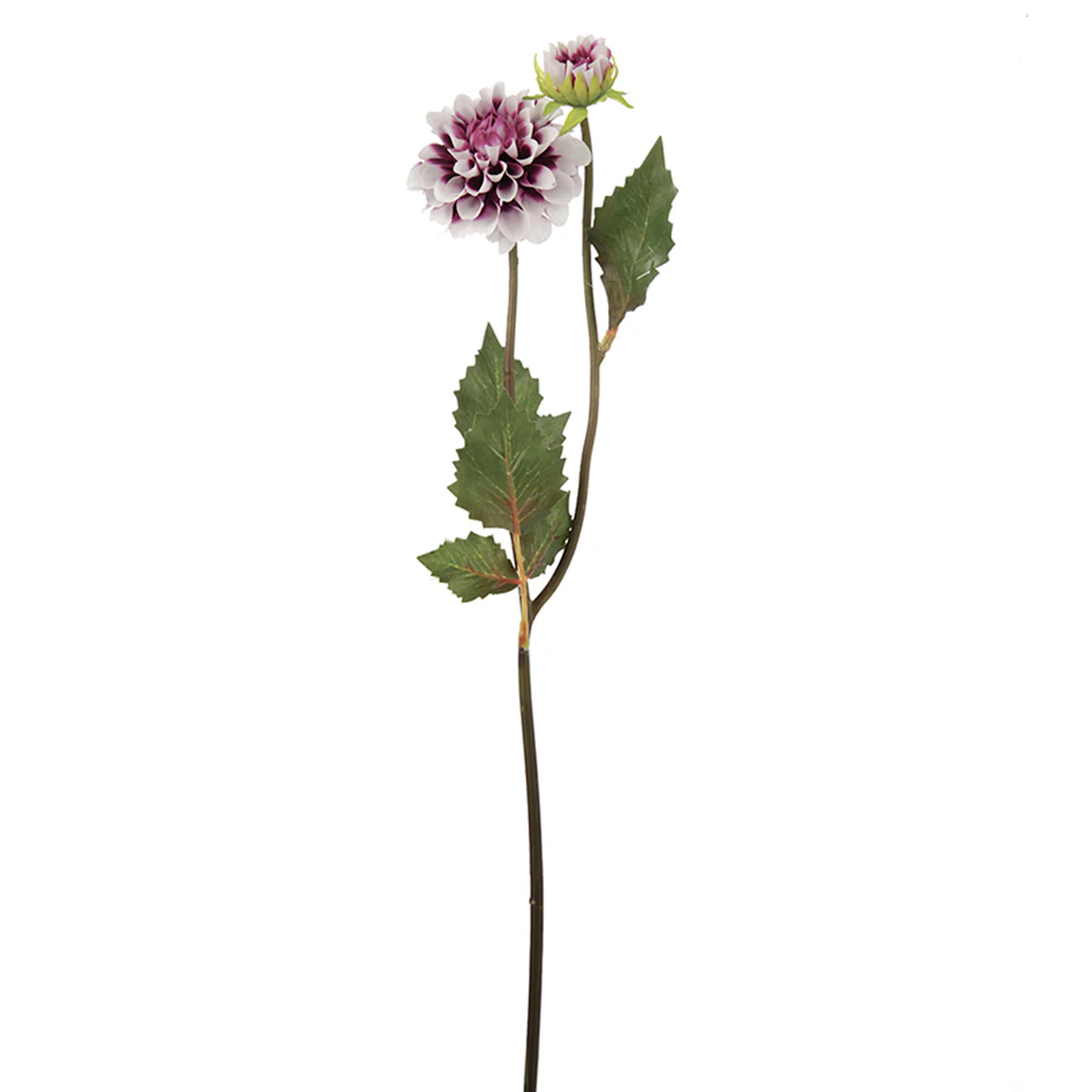 Tige de Dahlia Andreas - Image 5