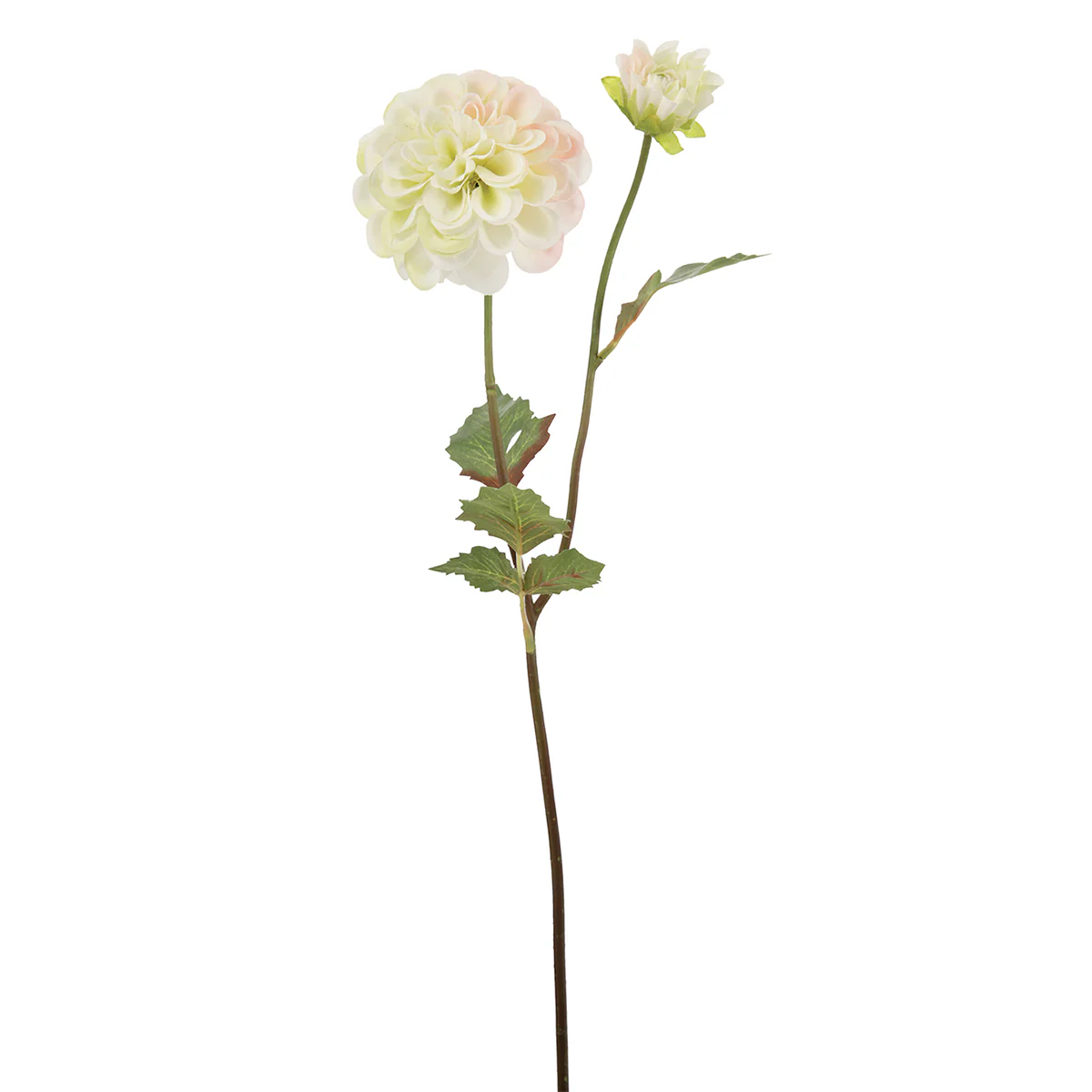 Tige de Dahlia Andreas - Image 6