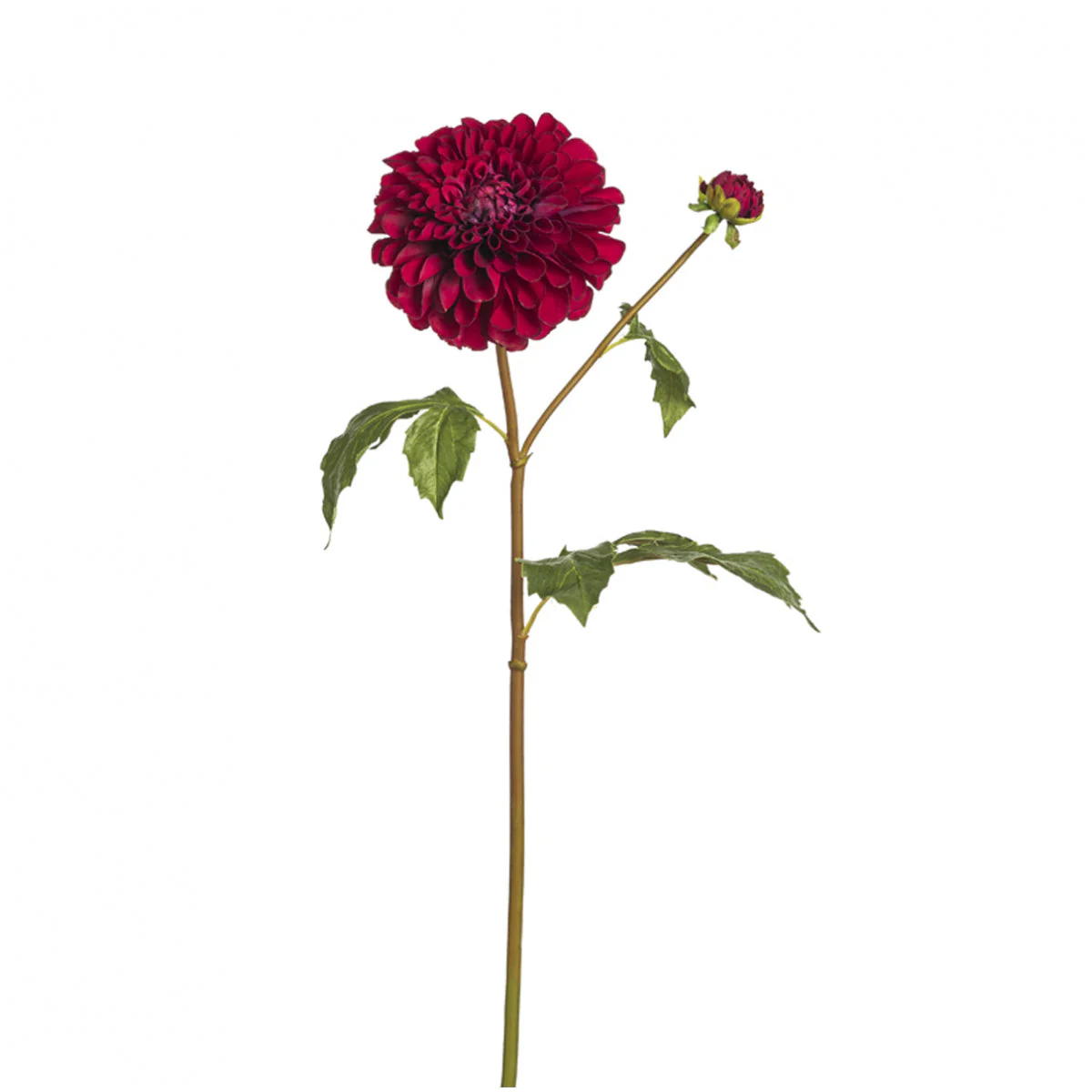 Tige de Dahlia Bonnie - Image 4