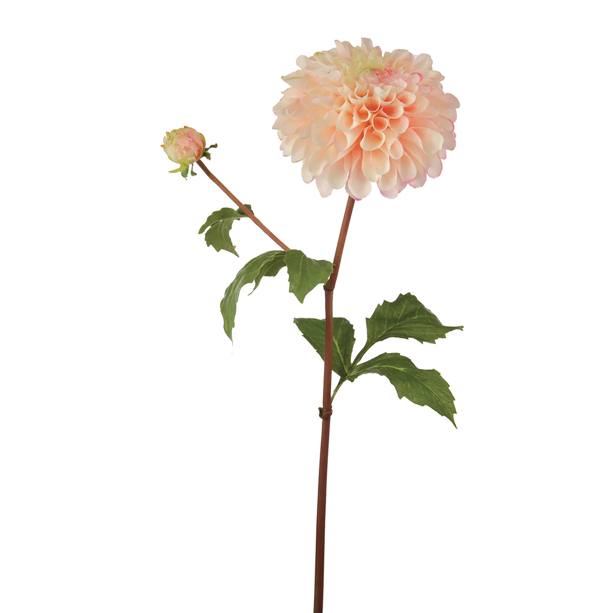 Tige de Dahlia Bonnie - Image 9