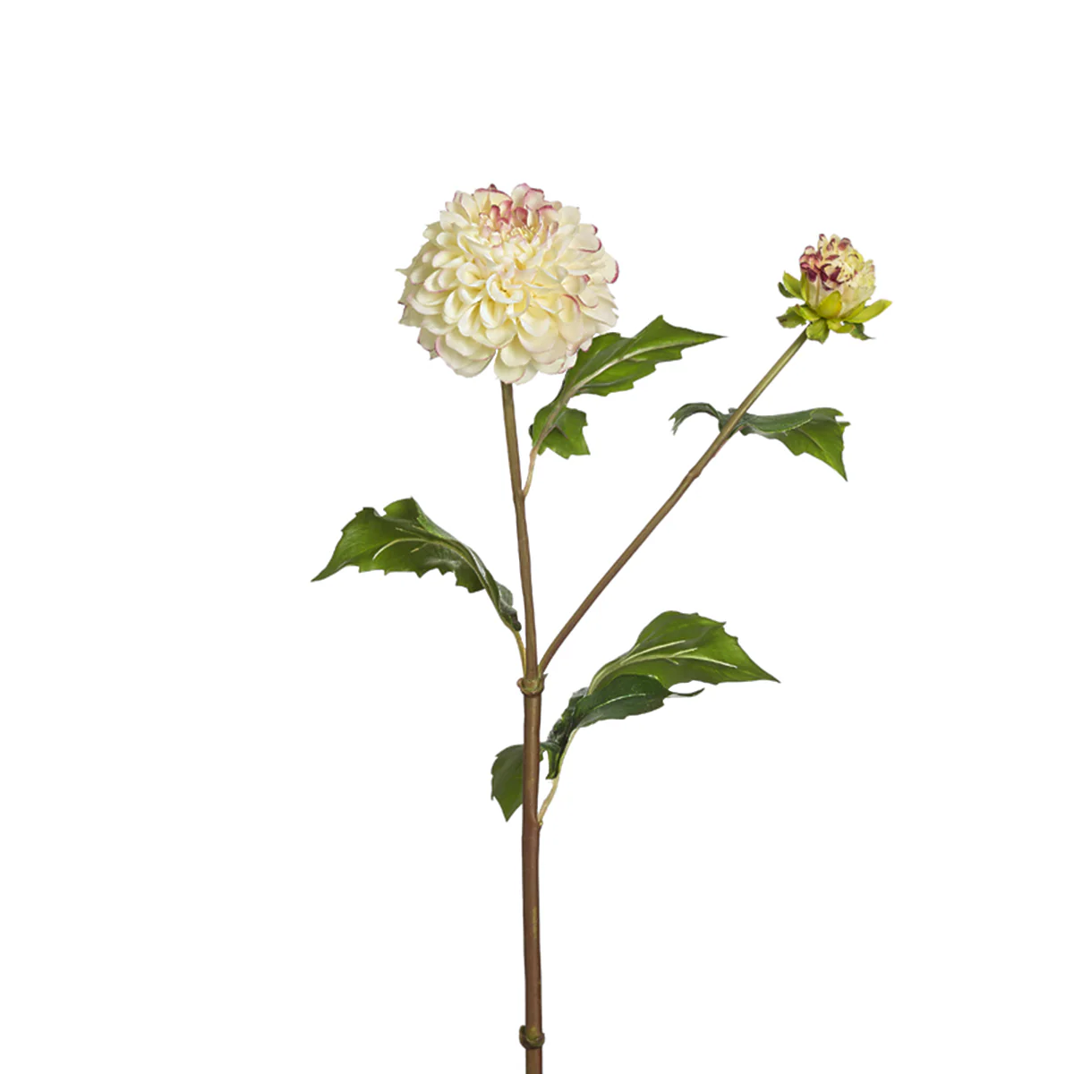 Tige de Dahlia Candice - Image 2