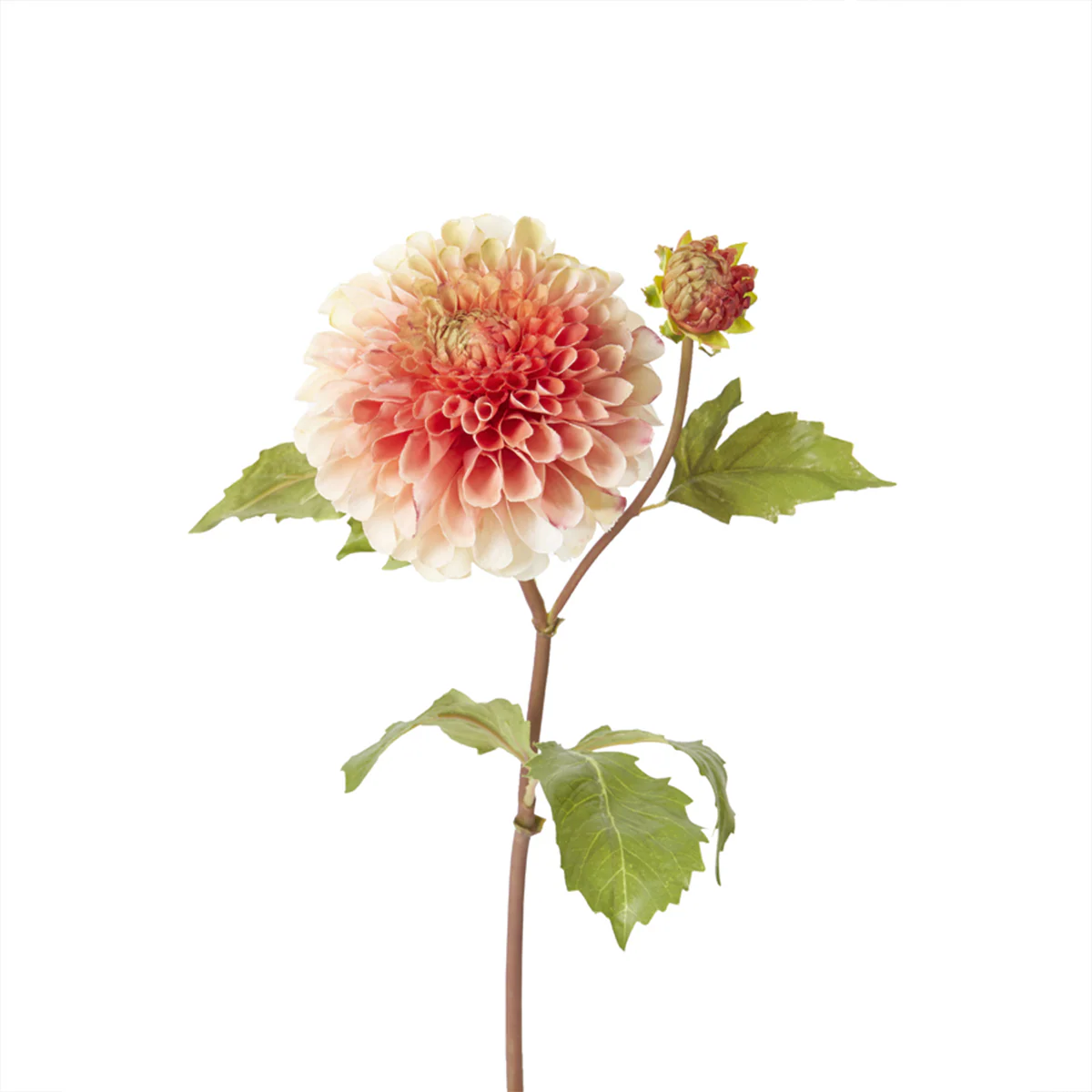 Tige de Dahlia Denitsa - Image 3